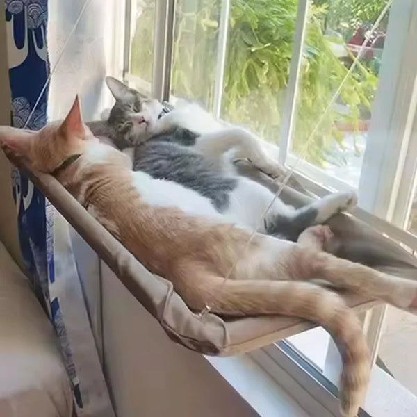 Pack Studio — Pour chat d'appartement